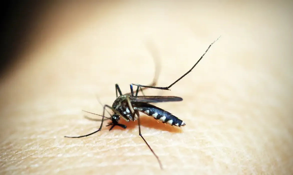 Vacina contra dengue está em fase de testes. Foto: Pixabay