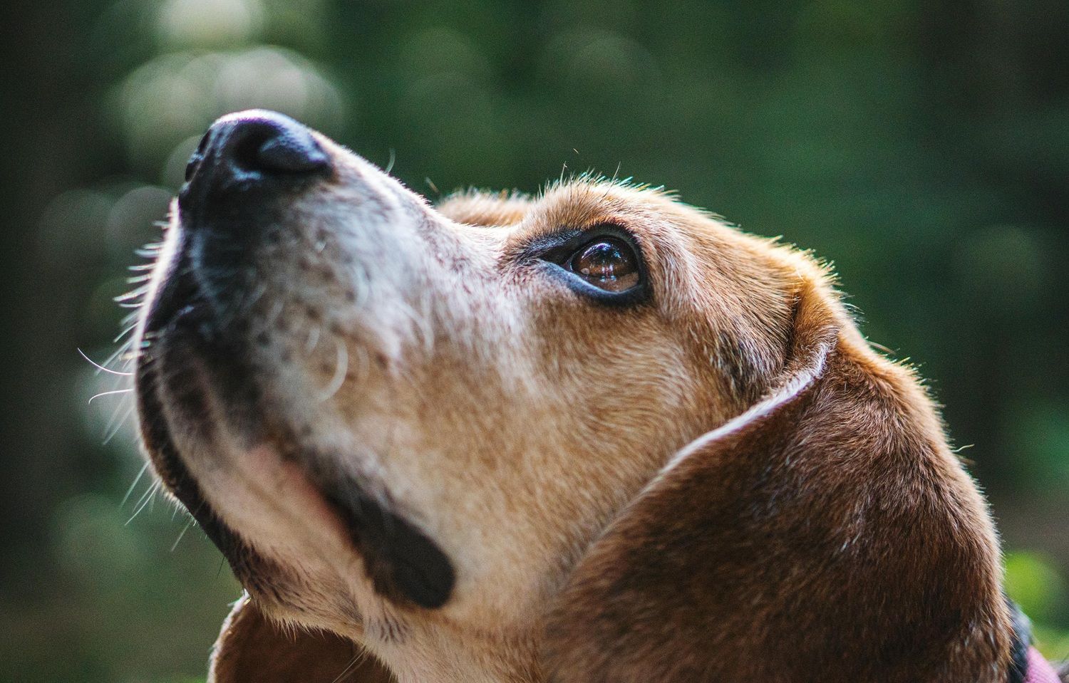 O texto também prevê que os recursos arrecadados com as penalidades sejam destinados a fundos estaduais de proteção animal. | Foto: Ilustrativa/Pexels