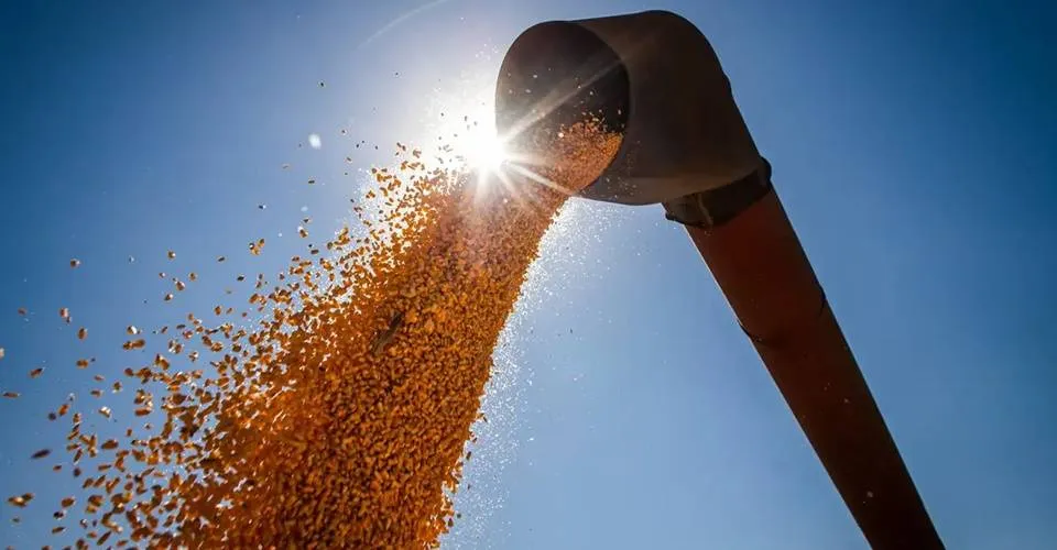 Produção de milho na Bahia deve cair 37%, aponta Conab; soja deve recuar 6,1%