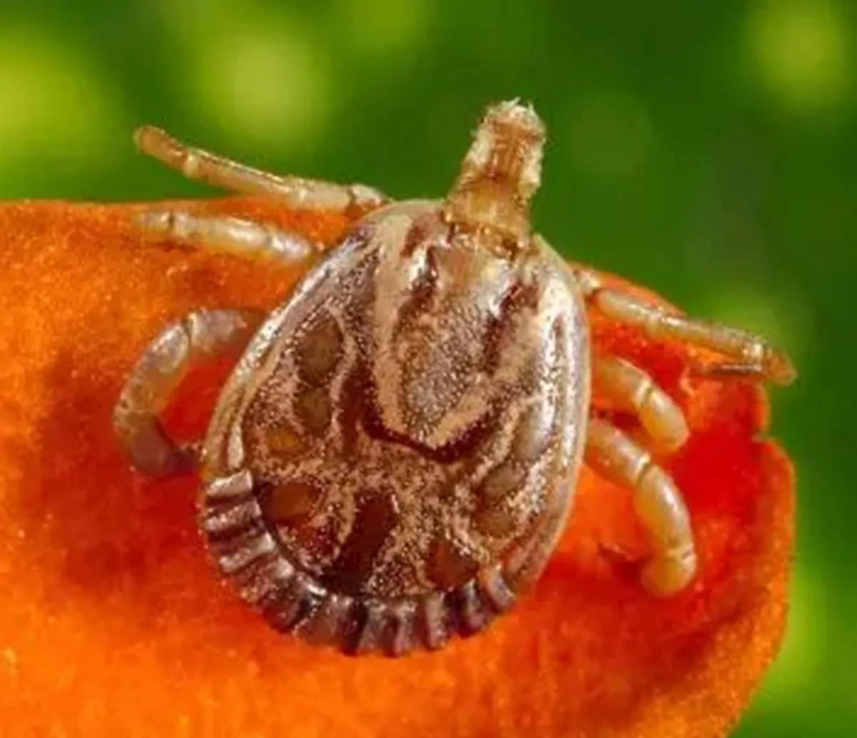 Febre Maculosa com diagnóstico precoce pode ser tratada com antibiótico oferecido pelo SUS; entenda