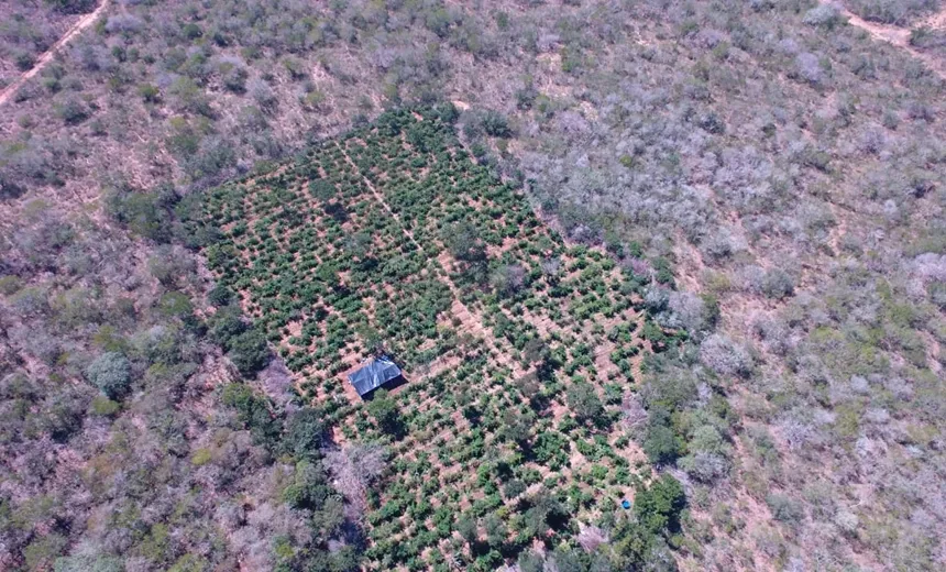 Canudos: 40 mil pés de maconha são encontrados com ajuda de drones; homem é preso
