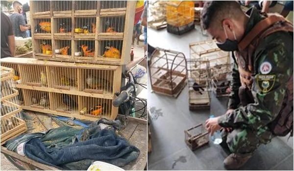 Quase 160 animais silvestres são resgatados pela polícia em Feira de Santana