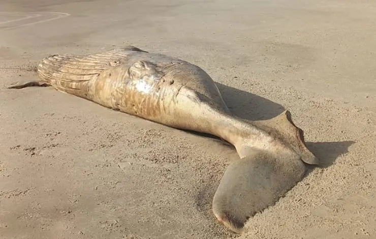 Corpo de baleia é encontrado em Una com marcas de mordidas de tubarão
