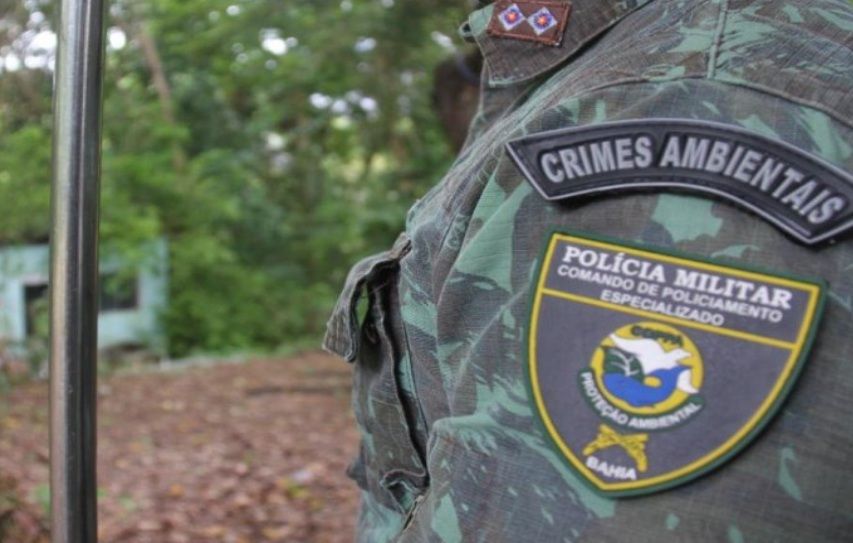 As jiboias foram resgatadas por militares da COPPA. Foto: Ilustração