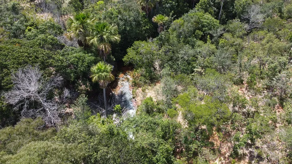 Pré-COP30: evento sobre o cerrado acontece em Luís Eduardo Magalhães