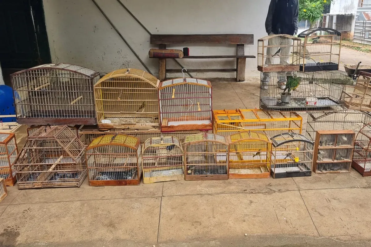 Imagem de Macaco em Jaula/Foto: Reprodução 