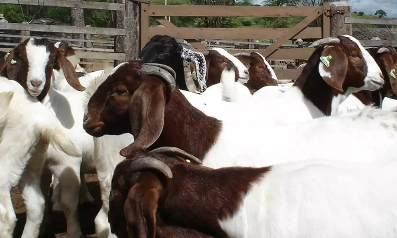 Idoso &eacute; preso suspeito de furtar mais de 100 animais na Bahia. Foto: Divulga&ccedil;&atilde;o