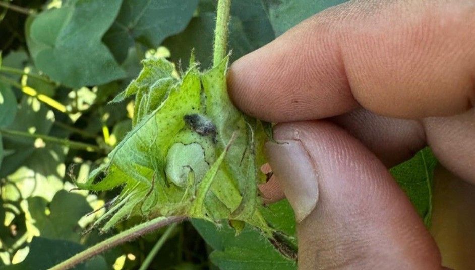Bico Do Algodoeiroo Bicudo Do Algodoeiro N&atilde;o Resistiu &Agrave; A&ccedil;&atilde;o Do Fungo Cordyceps Javanica. | Foto: Divulga&ccedil;&atilde;o Biotrop