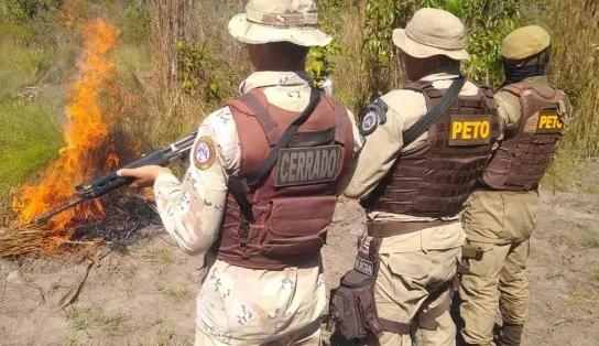 FUMAÇA: polícia queima 5 mil pés de maconha no interior da Bahia; nenhum suspeito foi preso na ação