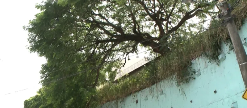 QVP: Reportagem denuncia árvore em situação de risco no bairro da Federação