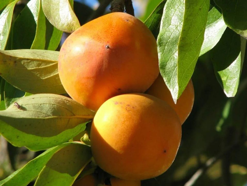 Pitomba Da Bahia