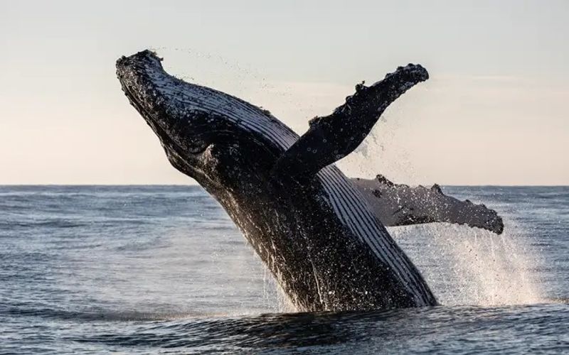 A costa baiana se tornou um dos principais destinos do país para observação de baleias jubarte em seu habitat natural/Foto: Reprodução