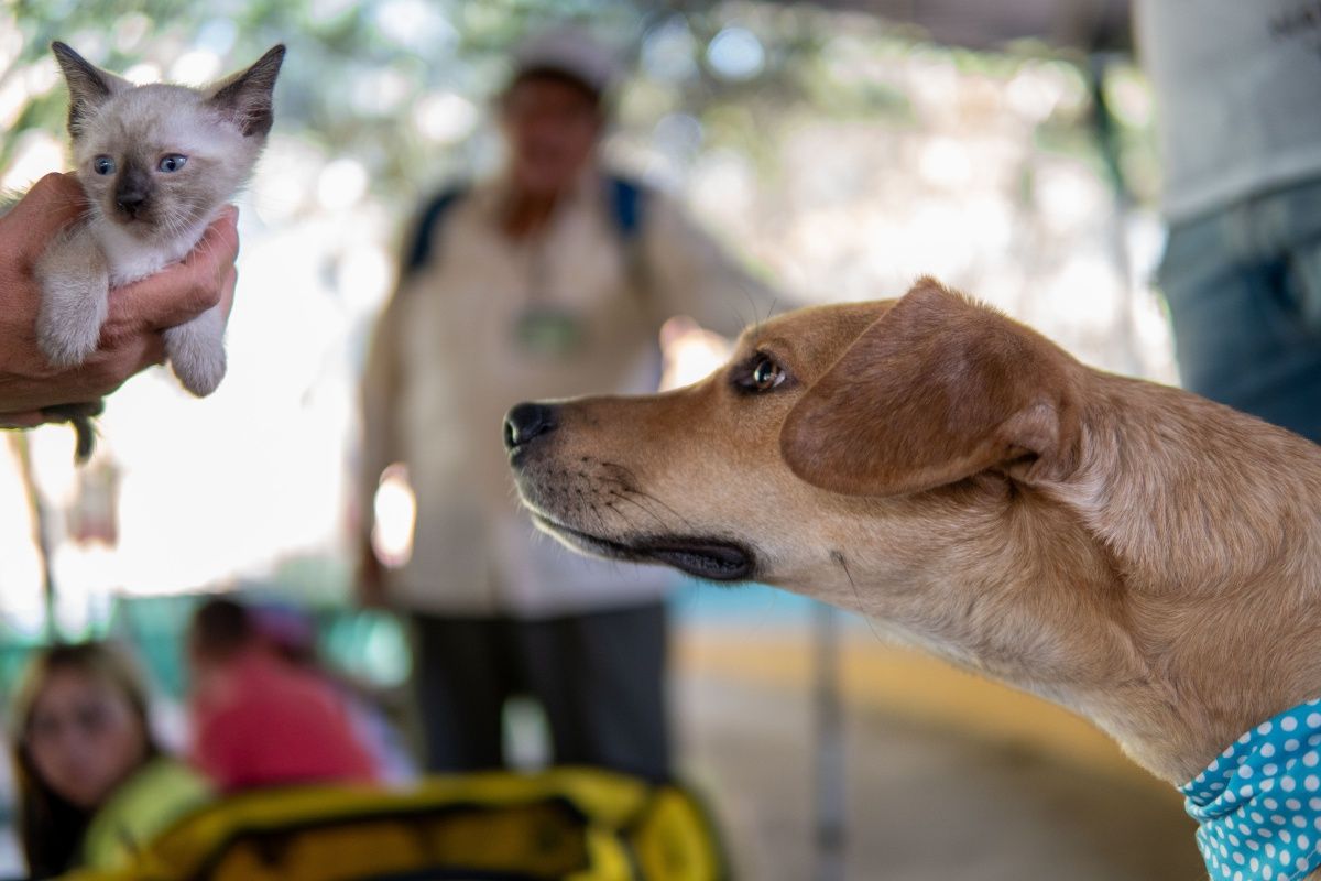 Faculdade promove mutir&atilde;o oftalmol&oacute;gico para c&atilde;es e gatos em Salvador. Foto: Pexels