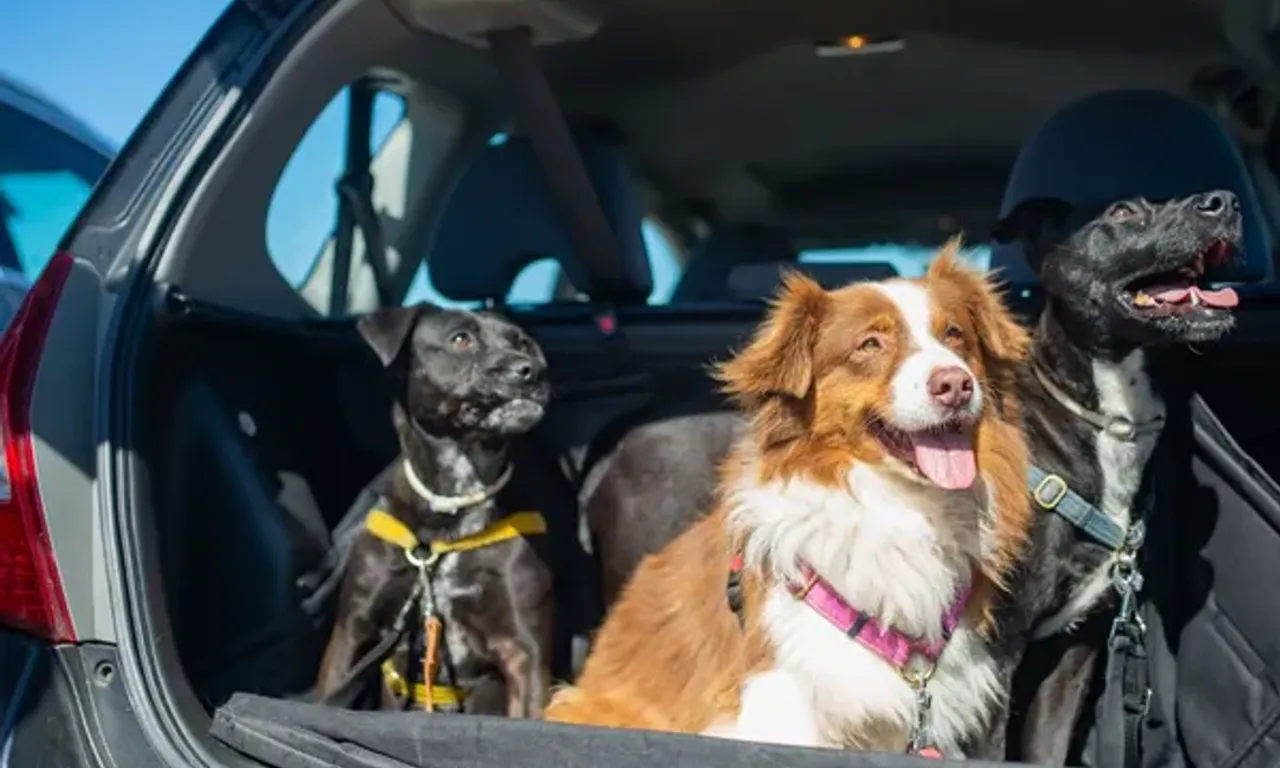 A Lei Federal n&ordm; 9.605/1998 (Lei de Crimes Ambientais) j&aacute; prev&ecirc; puni&ccedil;&otilde;es para maus-tratos a animais, podendo resultar em deten&ccedil;&atilde;o e multa/Foto: Freepik