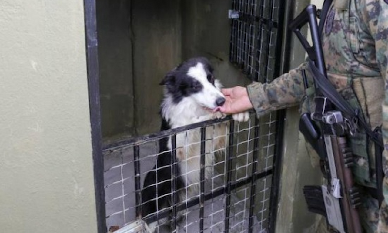 MPBA abre investiga&ccedil;&atilde;o sobre supostos maus-tratos a c&atilde;es da Brigada K9 em Salvador. Foto: Divulga&ccedil;&atilde;o