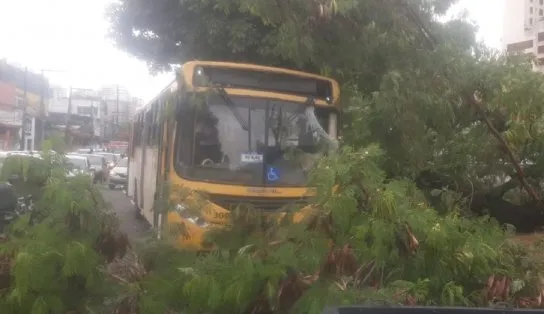Árvore cai sobre ônibus na Avenida Vasco da Gama, em Salvador  