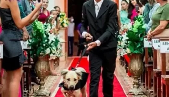 Pajens caninos: padre encerra casamento após ver cães com alianças 