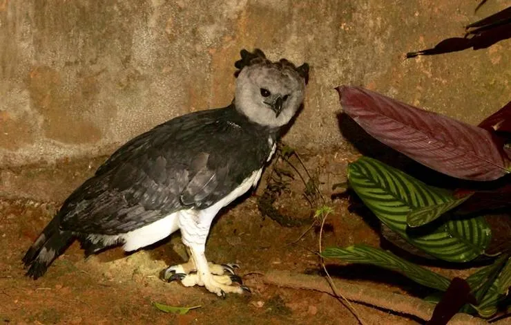 Harpia, ave conhecida como 'gavião-real', chega ao Zoológico de Salvador