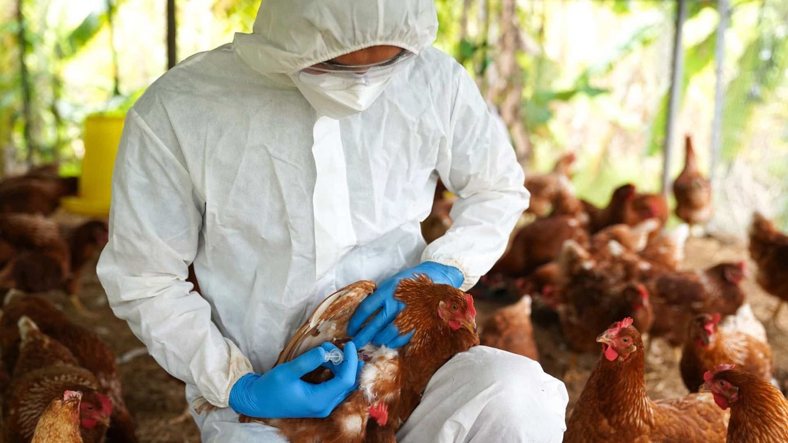 Brasil Tem Casos De Gripe Aviária
