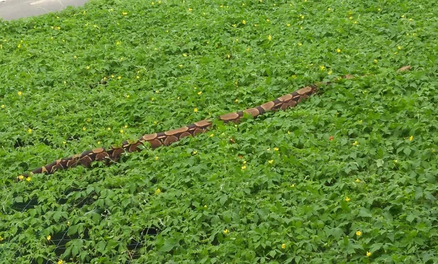 Em dia chuvoso, cobras aparecem na Federação e Largo do Tanque e assustam moradores; veja