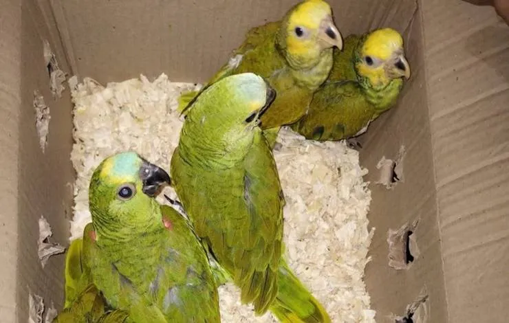 46 aves silvestres são resgatadas em Lençóis; 2 suspeitos foram presos