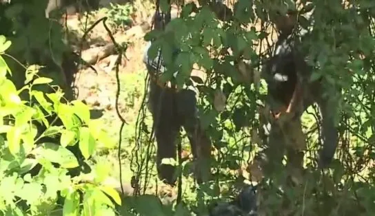 Ossada humana é encontrada na Avenida Luís Eduardo, em Salvador; crime pode ter ocorrido há mais de cinco meses 