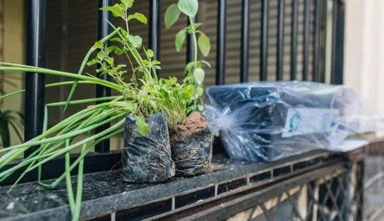 Saiba se foi selecionado para receber kits do Horta em Casa