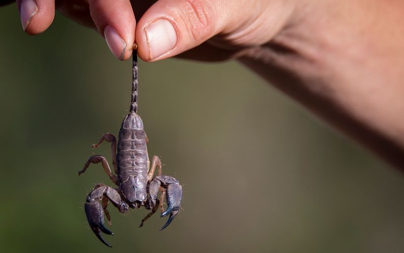O veneno do escorpi&atilde;o pode afetar o sistema nervoso, causando sintomas como dor intensa, v&ocirc;mitos, sudorese, saliva&ccedil;&atilde;o e, em casos graves, parada card&iacute;aca, especialmente em crian&ccedil;as/Foto: Reprodu&ccedil;&atilde;o