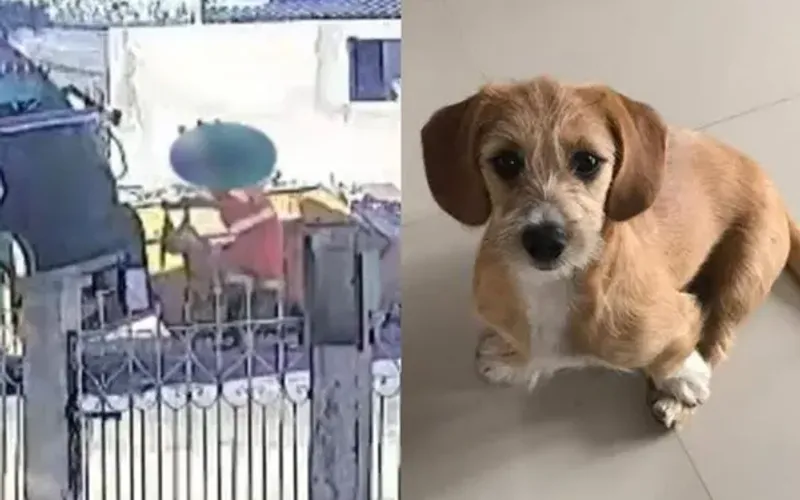 A decis&atilde;o refor&ccedil;a um entendimento cada vez mais presente no Judici&aacute;rio brasileiro, animais possuem valor afetivo e fazem parte das rela&ccedil;&otilde;es familiares/ Foto: Redes Sociais/Reprodu&ccedil;&atilde;o