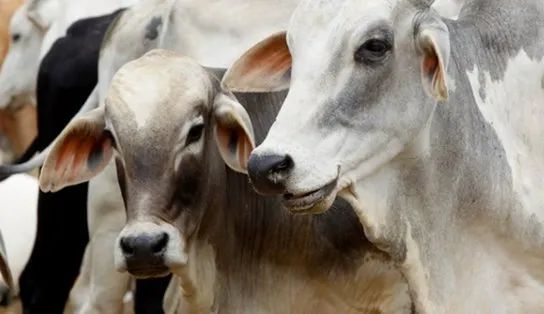 Caso de raiva bovina é registrado no interior da Bahia; animal não estava vacinado