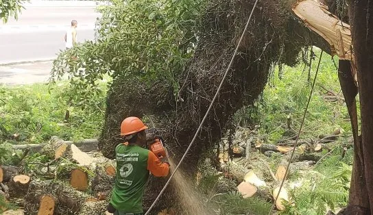 Árvore cai e interdita trecho da Estrada da Rainha, em Salvador
