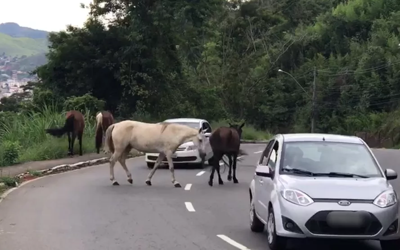 Andar a cavalo em vias e estradas é perigoso devido ao risco de acidentes com veículos, visibilidade reduzida e o comportamento imprevisível dos animais/Foto: Fernanda Lília