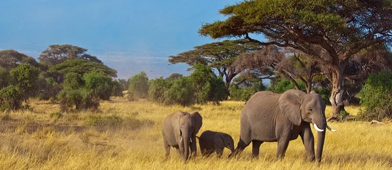 O BICHO TÁ PEGANDO: Tráfico de animais selvagens ocupa o quarto lugar em negócio ilegal do mundo