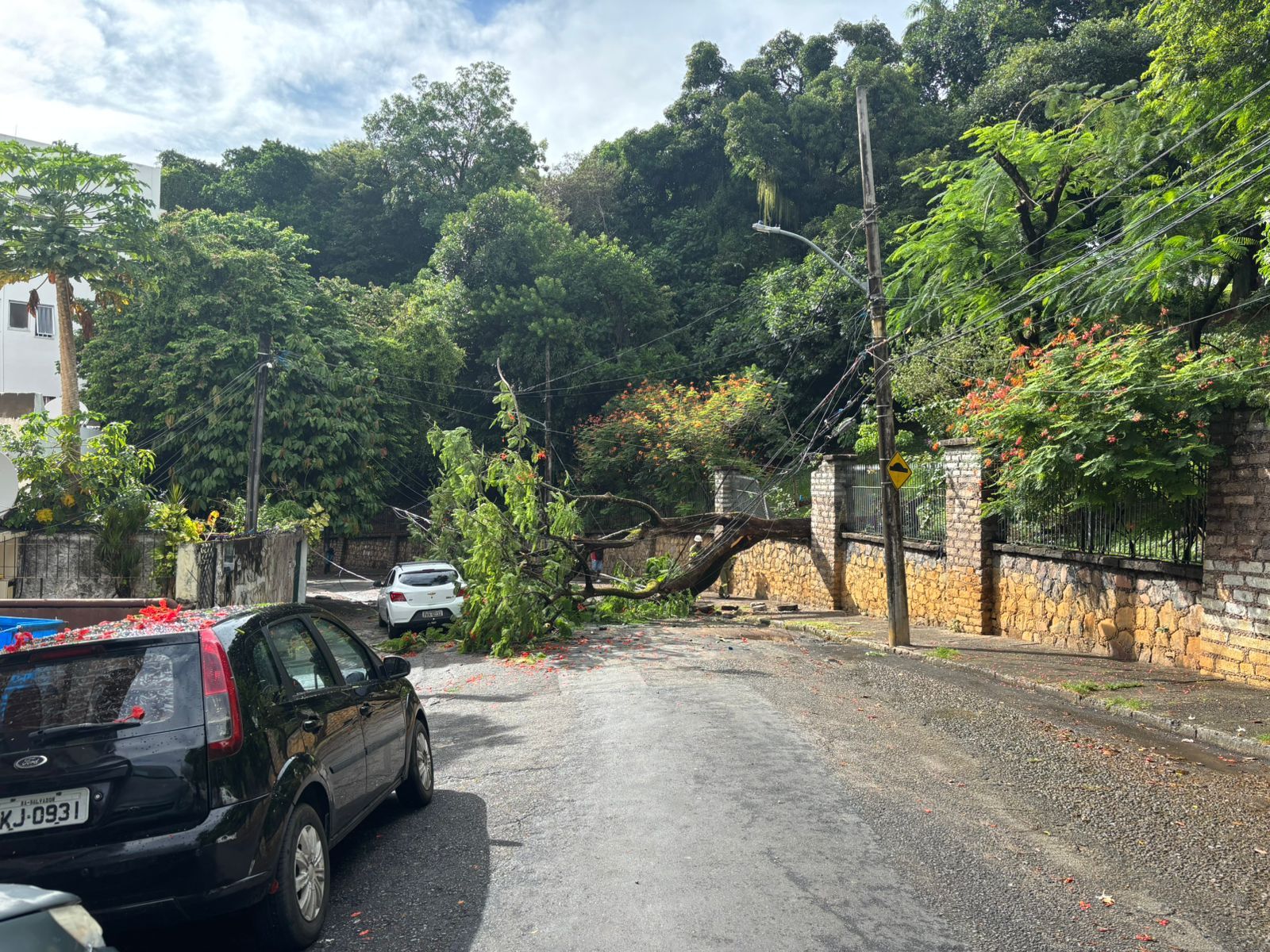 &Aacute;rvore Ca&iacute;da Na Barra. | Foto: Reprodu&ccedil;&atilde;o redes sociais 