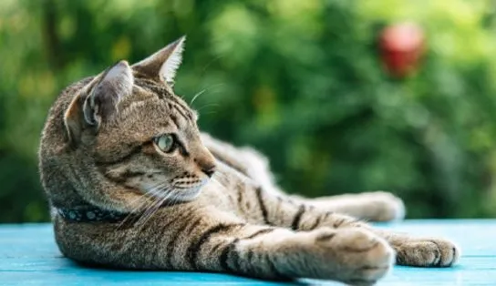 Que tal adotar um gato desabrigado? cadastro para pessoas interessadas em acolher felinos de colônia de Piatã está aberto