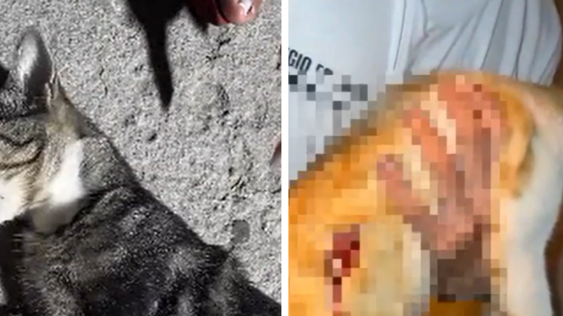Dois gatos s&atilde;o baleados dentro de casa em Concei&ccedil;&atilde;o do Coit&eacute;.| Foto: Reprodu&ccedil;&atilde;o