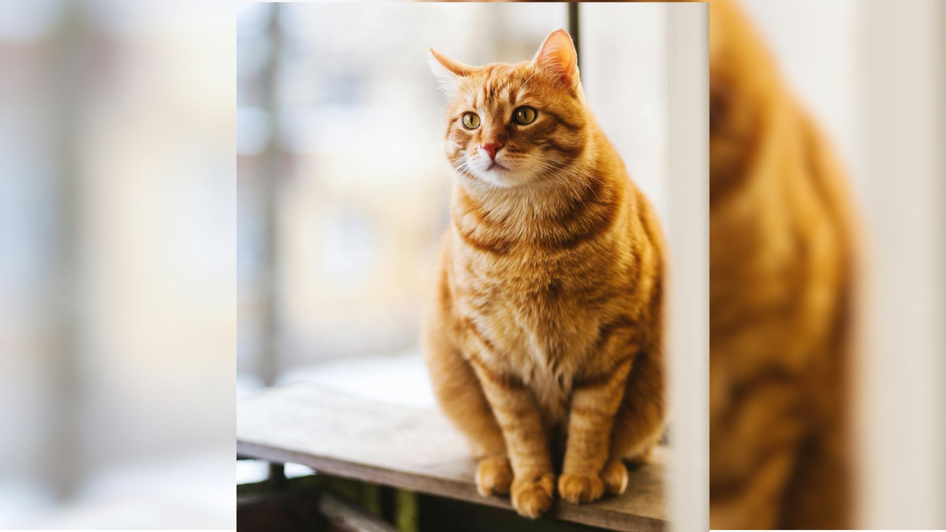 MEOW-1 é descrito pela empresa como o primeiro ensaio clínico de perda de peso baseado em agonistas de GLP-1 para cães e gatos | Foto: EVG Kowalievska/Pexels