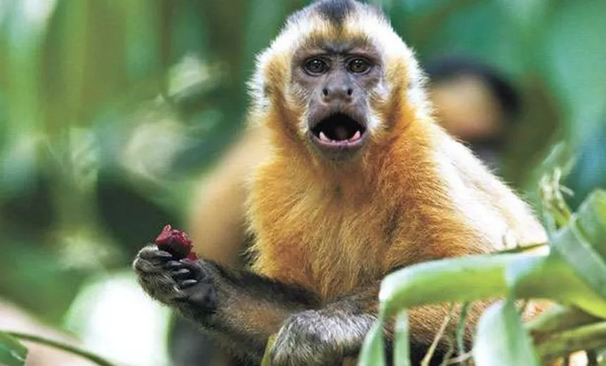 ‘FEBRE AMARELA?’: Macacos mortos são recolhidos em Ondina e Castelo Branco