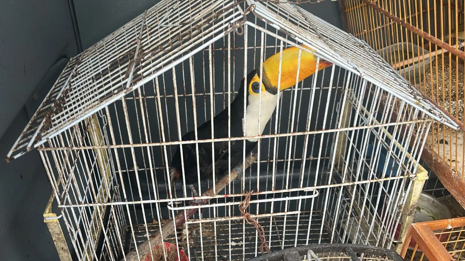 PM resgata pássaros de cativeiro ilegal em Feira de Santana
