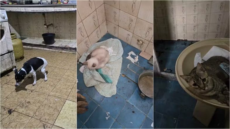 Médico É Preso Com Cachorros Congelados Em Freezer