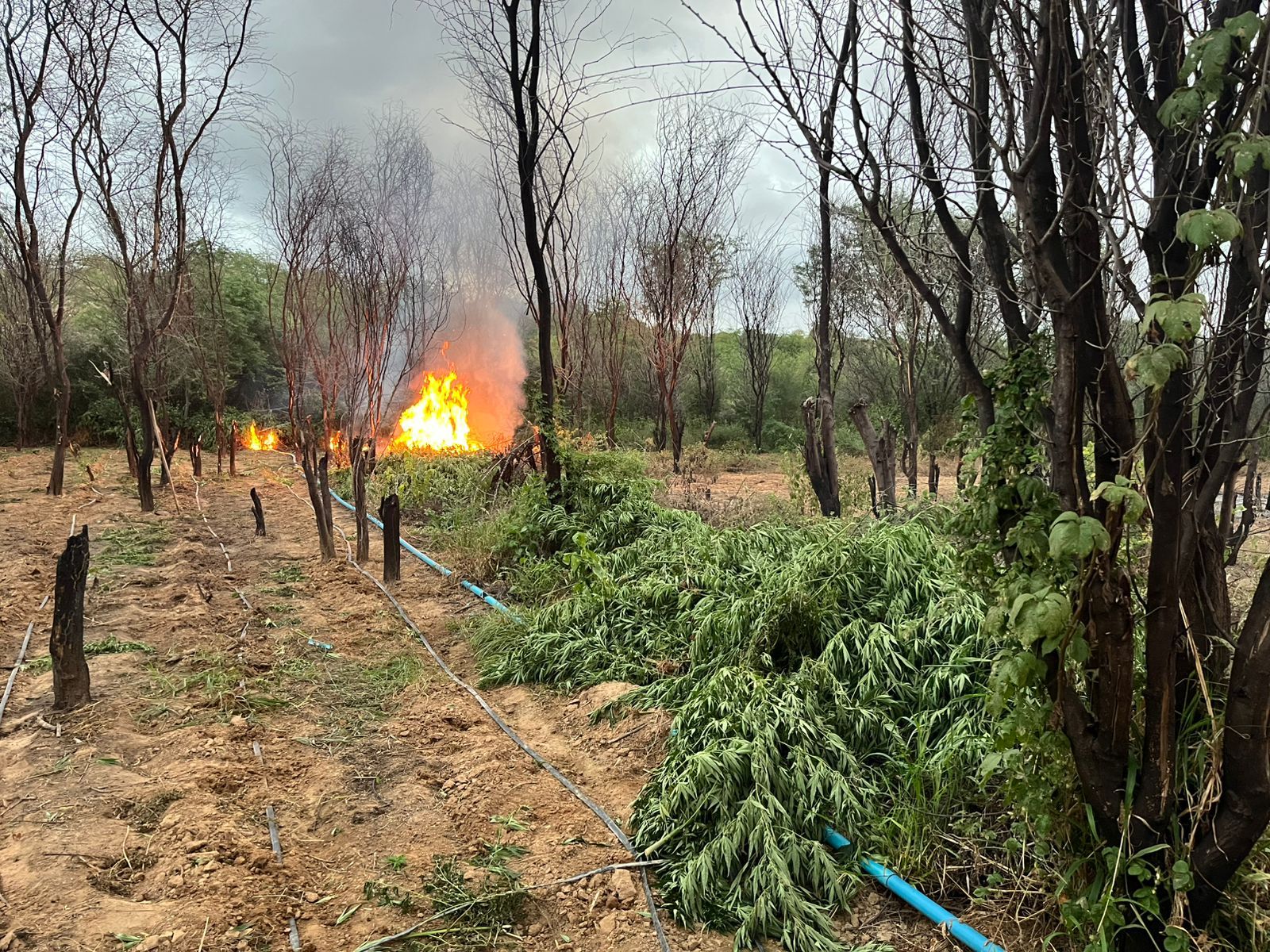 Mais de 100 mil pés de maconha erradicados. Foto: PMBA