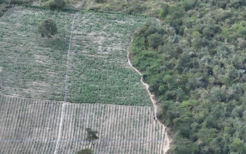 A regi&atilde;o de Irec&ecirc; &eacute; considerada uma das principais rotas de cultivo ilegal de maconha no Nordeste, devido &agrave;s &aacute;reas rurais extensas e de dif&iacute;cil fiscaliza&ccedil;&atilde;o/Foto: Divulga&ccedil;&atilde;o/ Ascom PCBA