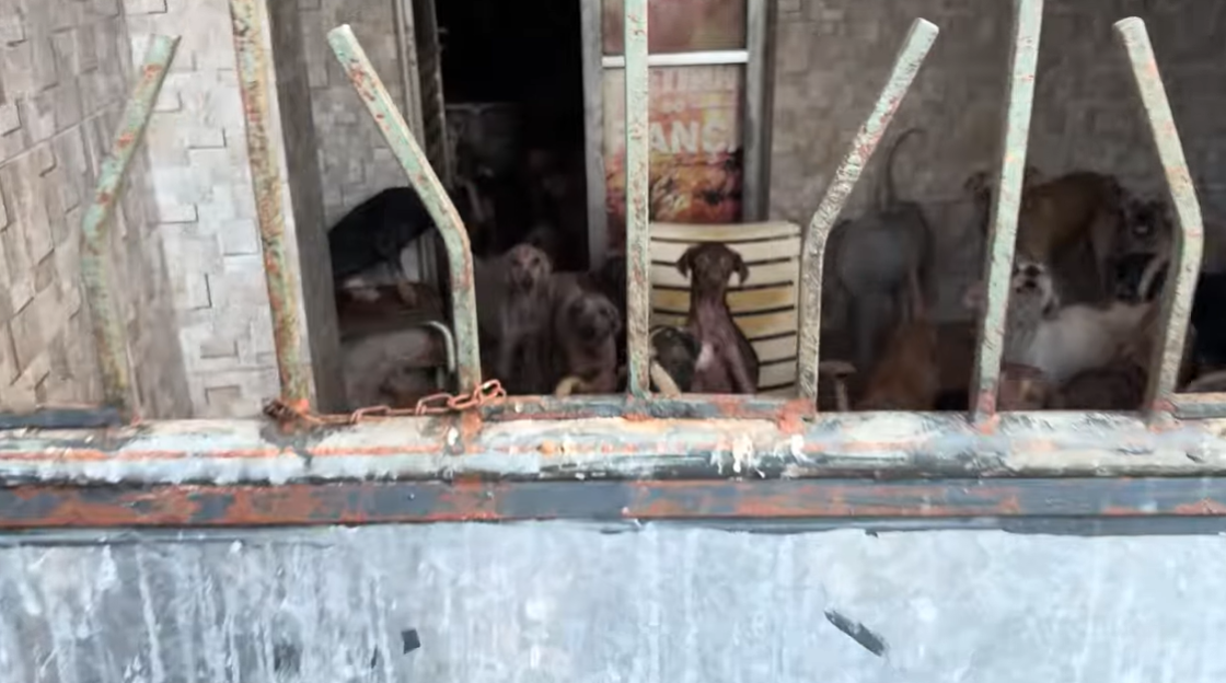 Quase 100 cães são encontrados dentro de casa no Subúrbio de Salvador.| Foto: Alô Juca/Tv Aratu