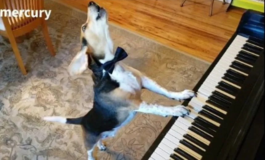 Vídeo de “cãotor” tocando piano e cantando viraliza na web; assista