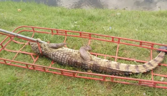 Jacaré com pernas amputadas é resgatado por bombeiros em Feira de Santana 