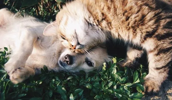 Quarentena pode influenciar no comportamento dos pets; veja recomendações de veterinários