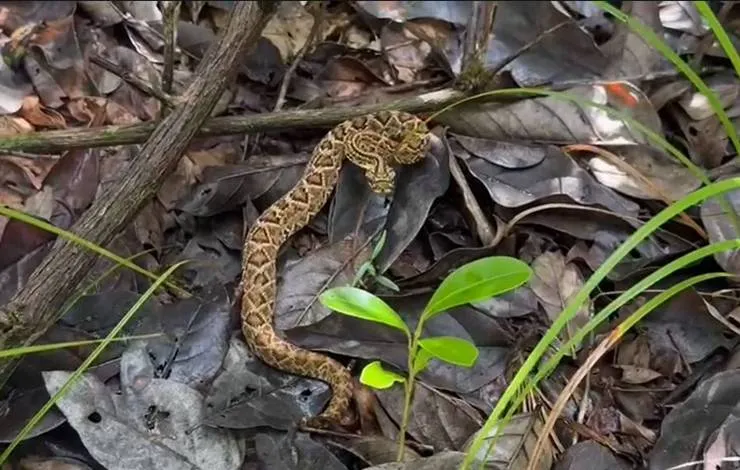 Animais silvestres recuperados pelo Cetas são soltos em reserva na Bahia