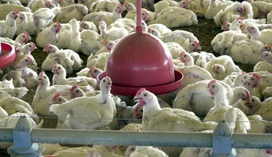 Gripe Aviária: Brasil reforça ações de biossegurança para prevenir doença contagiosa