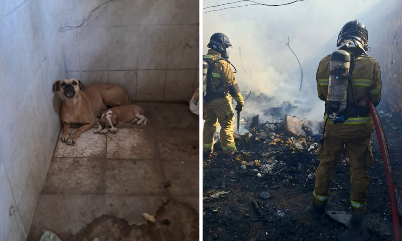 Sete cachorros são resgatados durante incêndio em Paulo Afonso.Foto: Corpo de Bombeiros