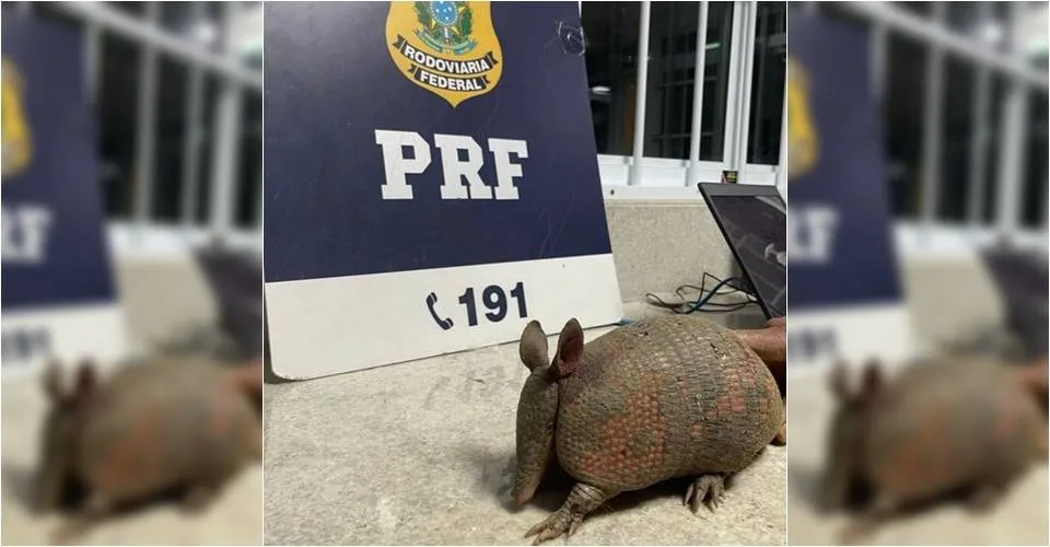 Tatu transportado em mochila é resgatado em Vitória da Conquista